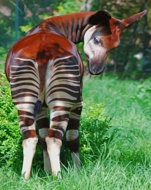 Beautiful Okapi Animals Painting By Numberss.png