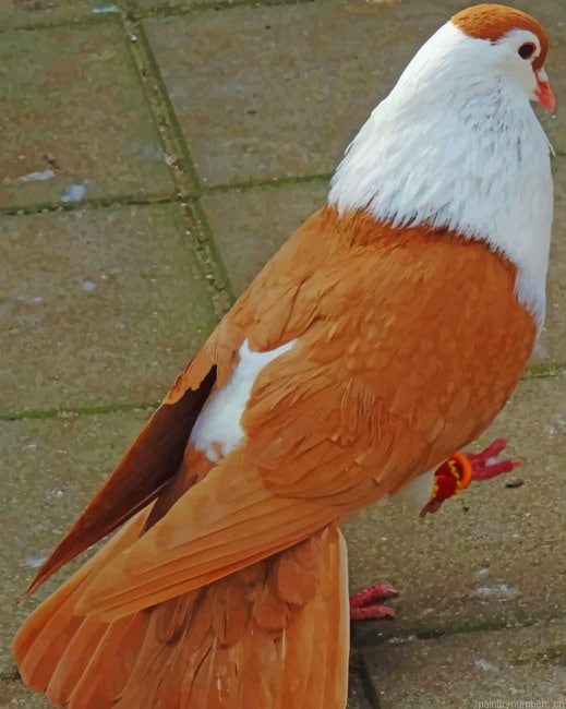 Beautiful Pigeon Birds Painting By Numberss.png