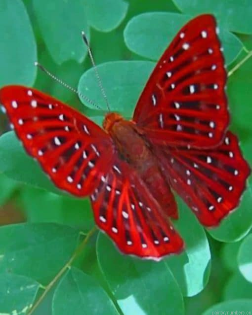 Beautiful Red Butterfly Insects Painting By Numberss.png