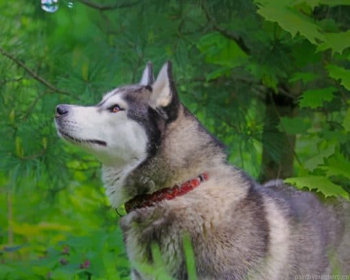 Beautiful Siberian Husky Animals Painting By Numbers.png