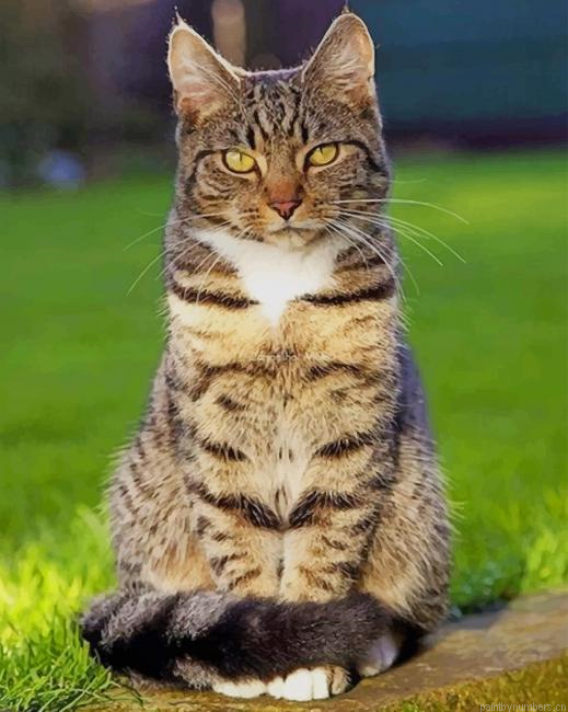 Beautiful Tabby Cat Painting By Numbers.png