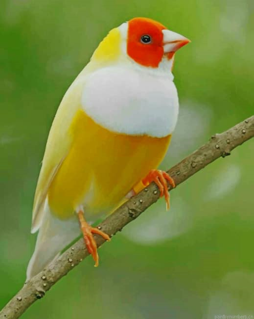 Beautiful Yellow Bird Painting By Numberss.png