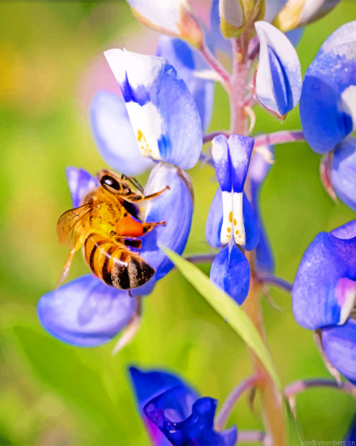 Bee And Bluebonnet Painting By Numbers.png