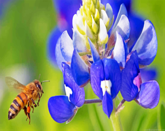 Bee Hovering Near Bluebonnet Painting By Numbers.png