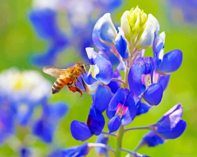 Bee On A Bluebonnet Painting By Numbers.png
