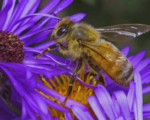Bee On A Purple Flower Painting By Numbers.png