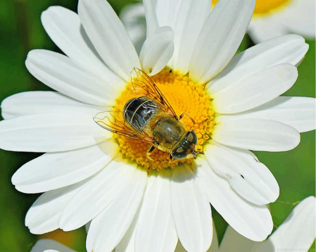 Bee On Oxeye Daisy Painting By Numberss.png