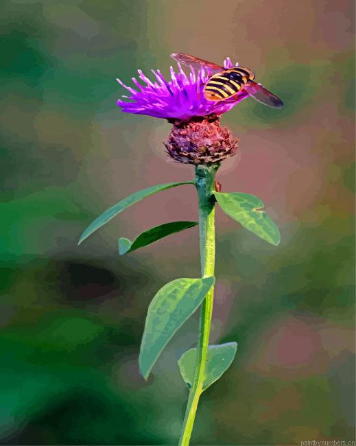 Bee On Scottish Thistle Painting By Numbers.png