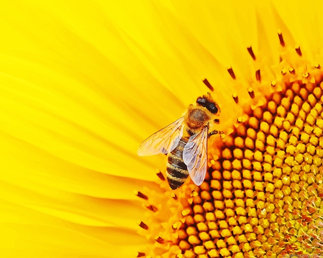 Bee On Sunflower Insects Painting By Numberss.png