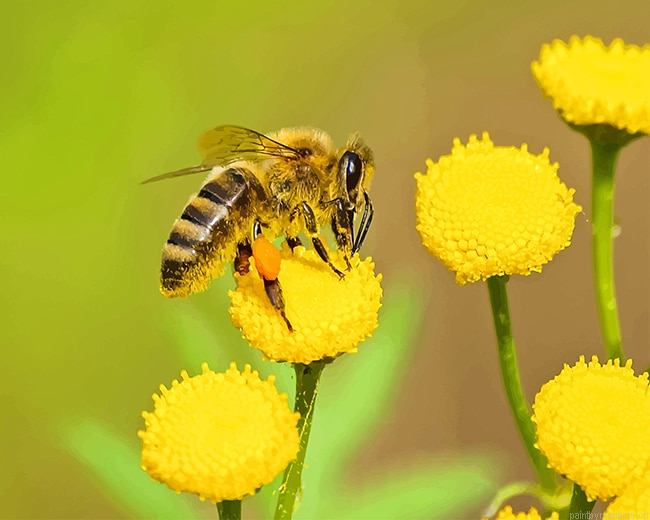 Bee On Yellow Flower Insects Painting By Numbers.png