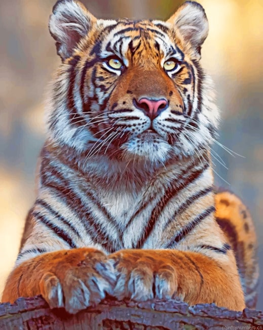 Bengal Tiger Animal Painting By Numberss.png