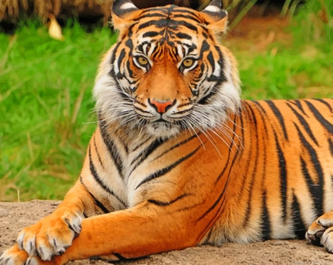 Bengal Tiger Animals Painting By Numberss.png