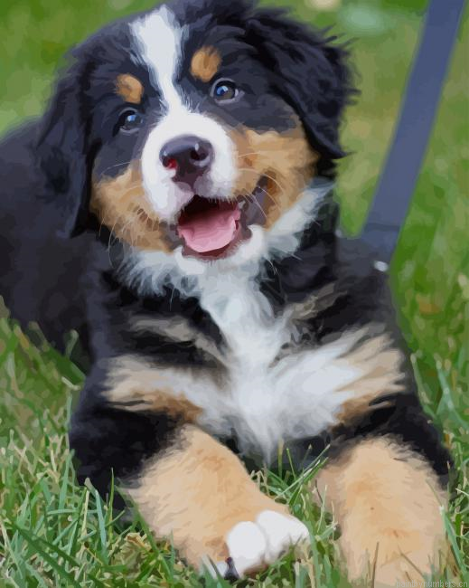 Bernese Mountain Baby Dog Painting By Numbers.png