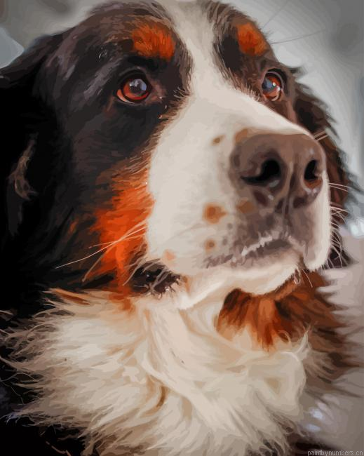 Bernese Mountain Dog Painting By Numbers.png