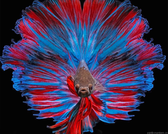 Betta Fish Painting By Numbers.png