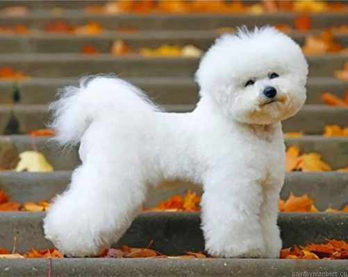 Bichon Frise Puppy Painting By Numbers.png