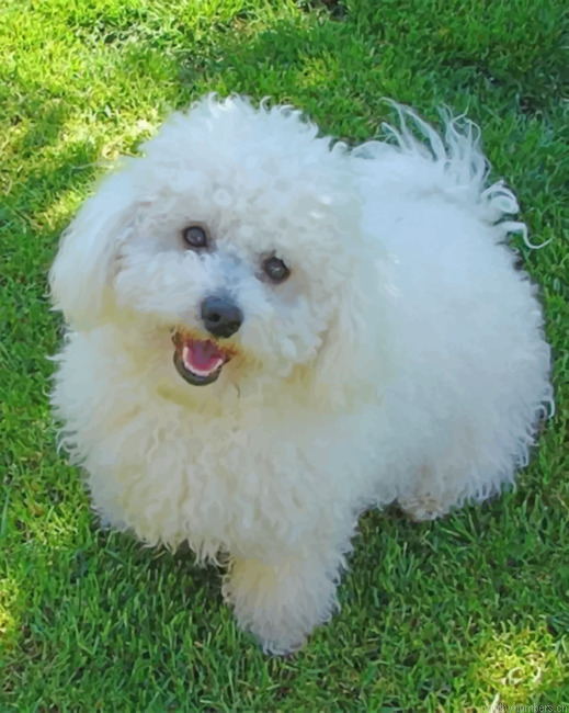 Bichon Painting By Numbers.png