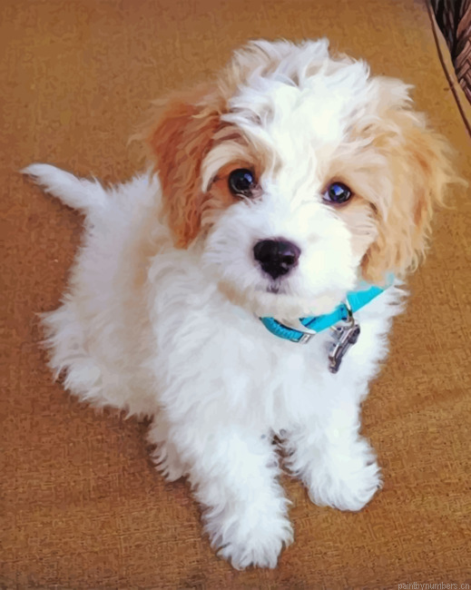 Bichon Puppy Painting By Numbers.png