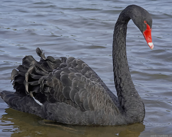 Big Black Swan With Red Mouth Birds Painting By Numberss.png