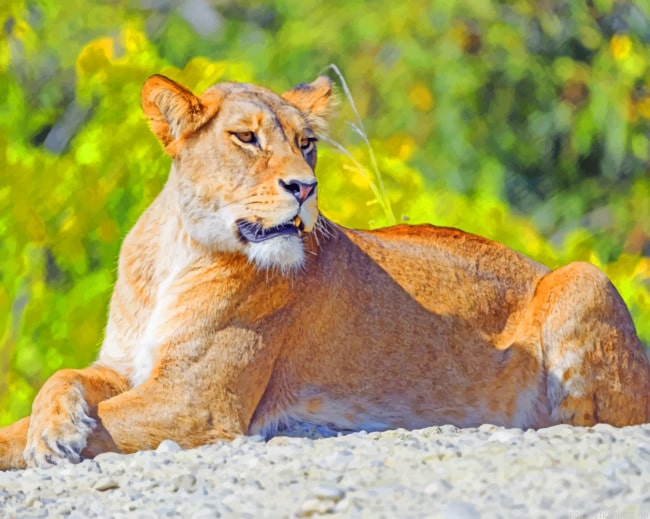 Big Cat Lioness Animals Painting By Numberss.png