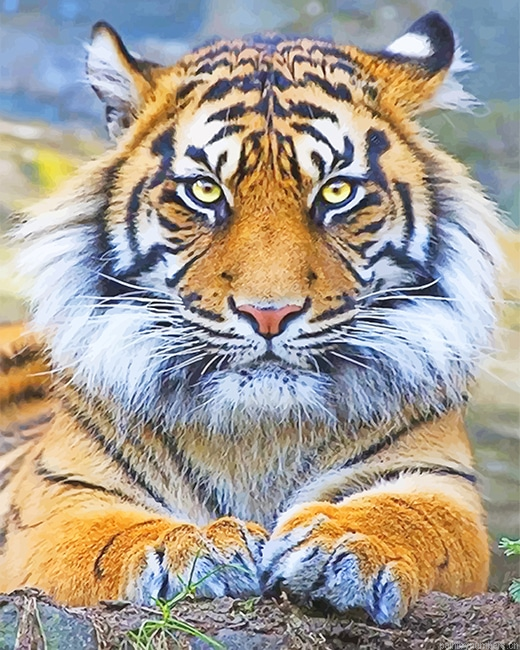Big Cat Tiger Animals Painting By Numbers.png