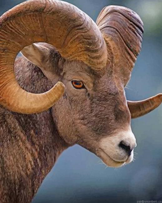 Big Horned Brown Sheep Animals Painting By Numberss.png