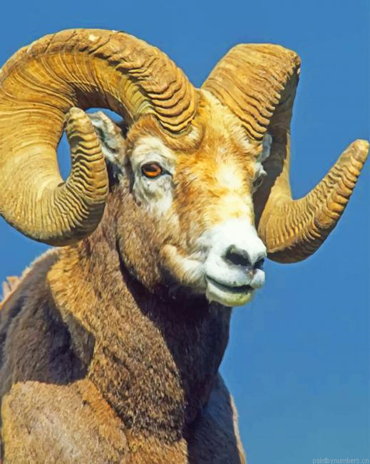 Big Hornes Brown Sheep Animals Painting By Numberss.png