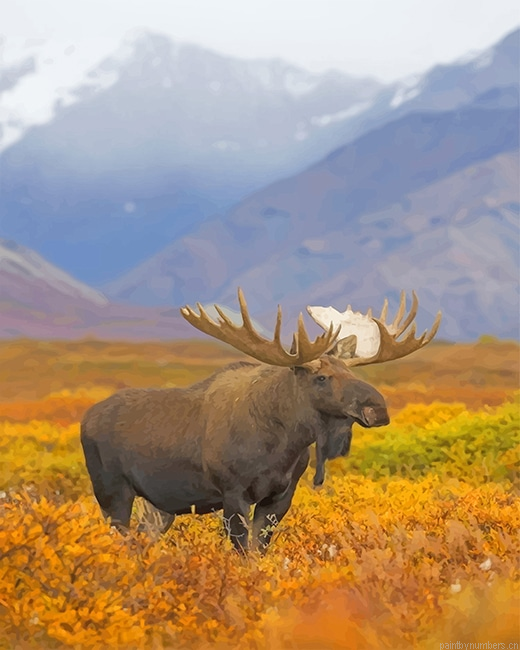 Big Moose Animals Painting By Numberss.png