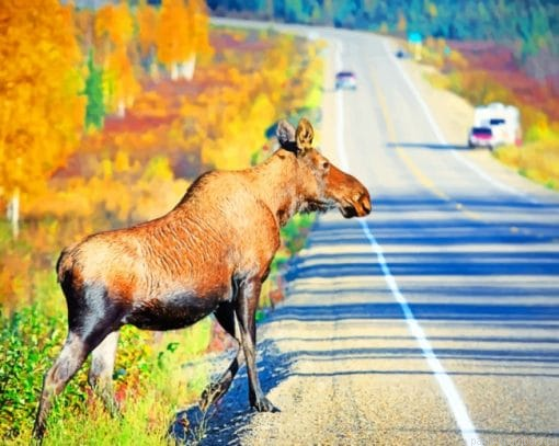 Big Moose On The Road Painting By Numbers.png