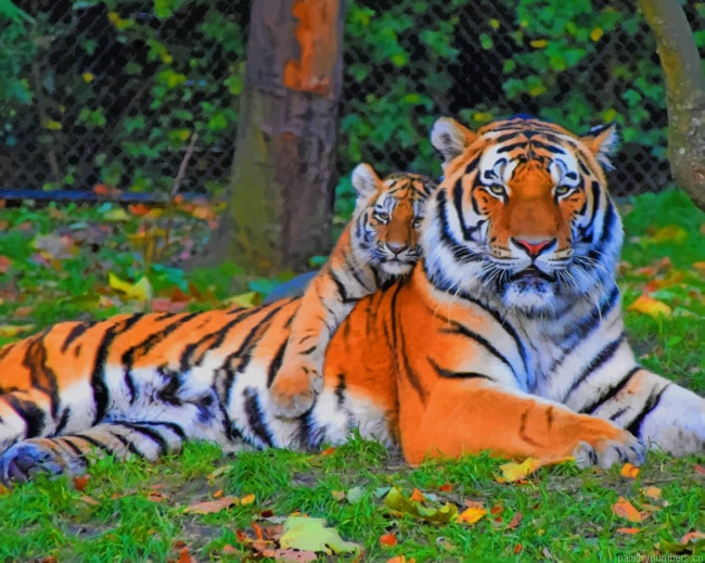 Big Tiger And His Cub Animals Painting By Numberss.png