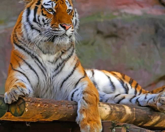 Big Tiger Laying Animals Painting By Numberss.png
