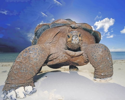 Big Tortoise Painting By Numberss.png
