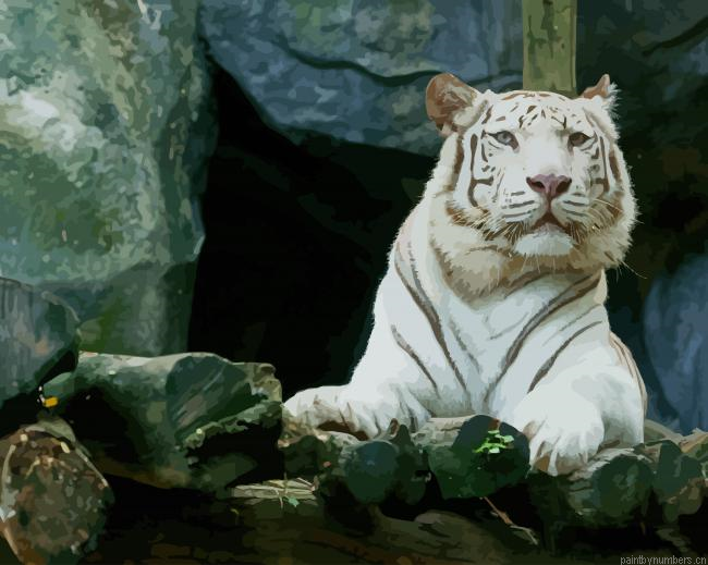 Big White Tiger Painting By Numberss.png