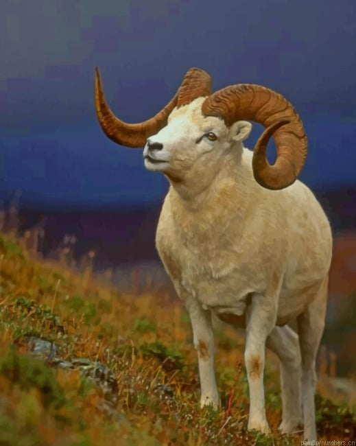 Bighorn Sheep Animals Painting By Numberss.png