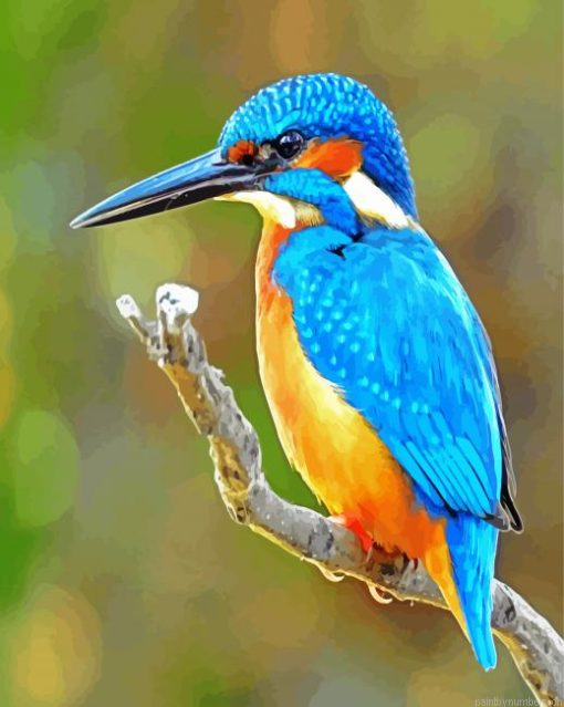 Bird Kingfisher Painting By Numbers.png