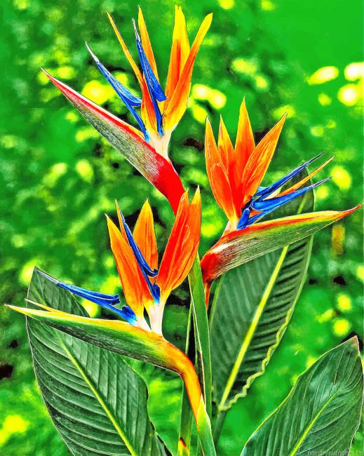 Bird Of Paradise Painting By Numberss.png