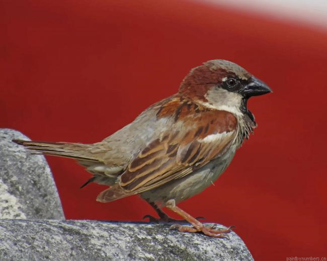 Bird Standing On Rock Painting By Numberss.png