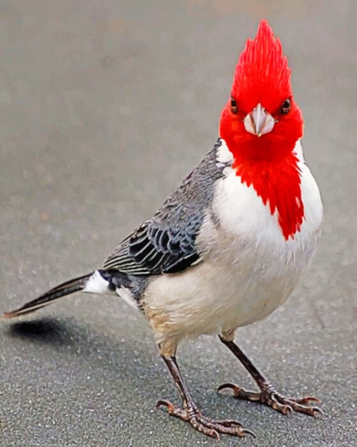 Bird With Red Head Painting By Numberss.png