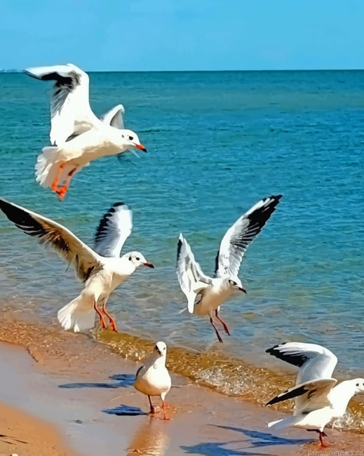 Birds In Sea Painting By Numberss.png