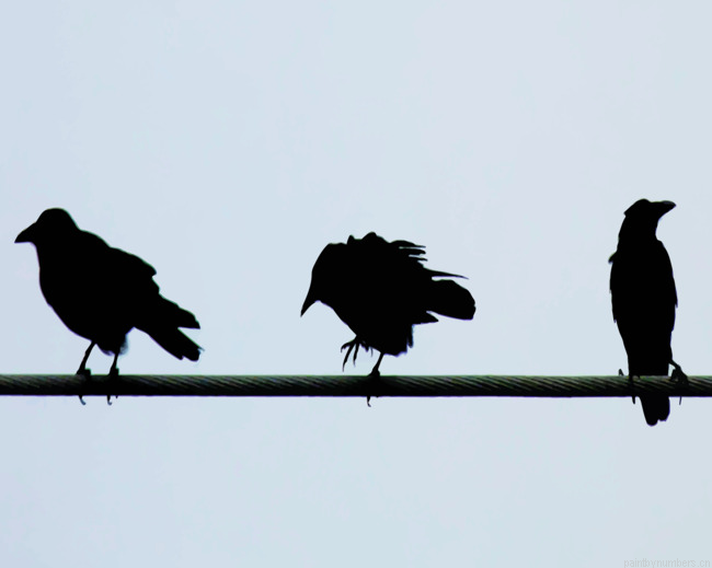 Birds On A Wire Silhouette Painting By Numbers.png