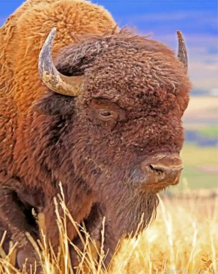 Bison Animal Painting By Numbers.png