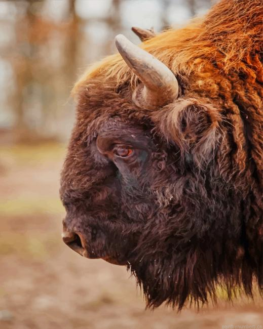 Bison Face Side View Painting By Numberss.png