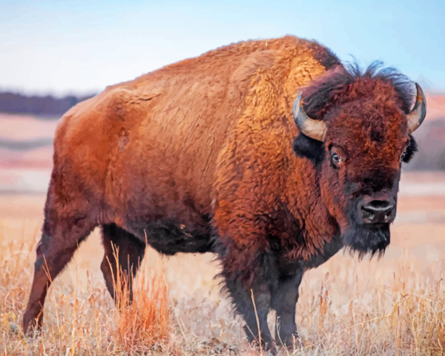 Bison Painting By Numbers.png