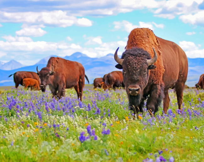 Bisons Painting By Numbers.png