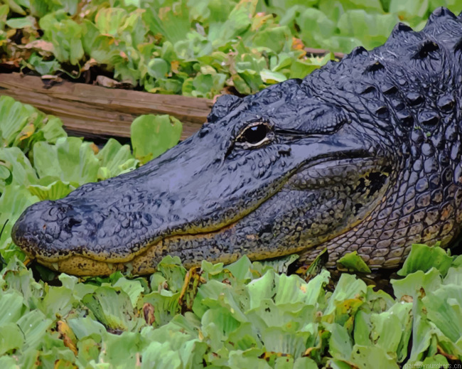 Black Alligator In Swamp Animals Painting By Numberss.png