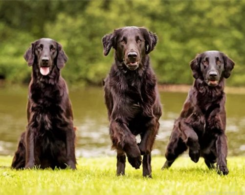 Black American Lab Painting By Numbers.png