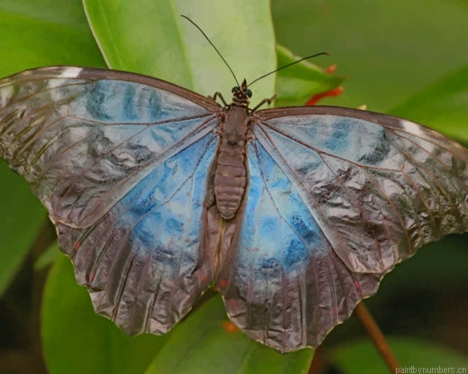 Black And Blue Butterfly On Leaf Insects Painting By Numberss.png