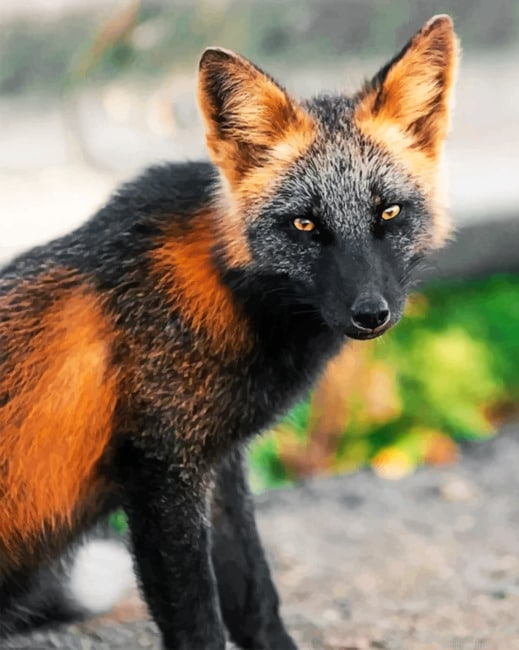 Black And Brown Fox Painting By Numberss.png