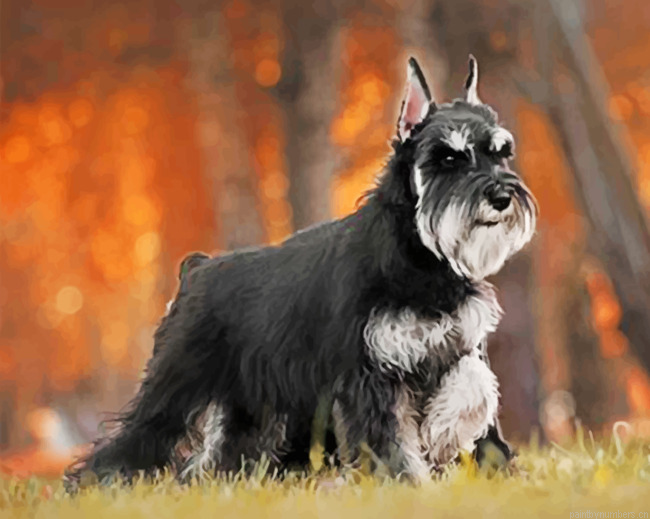 Black And Grey Schnauzer Painting By Numberss.png