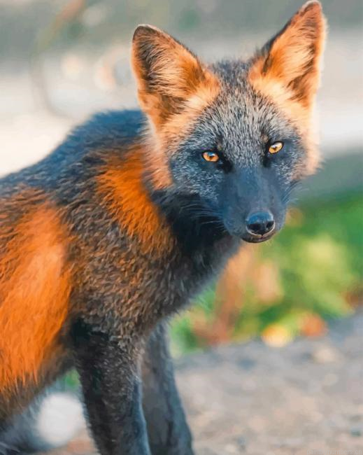 Black And Orange Fox Animals Painting By Numberss.png